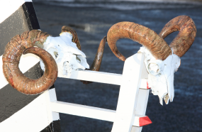 Rams Heads