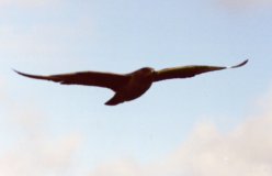 Bonxie