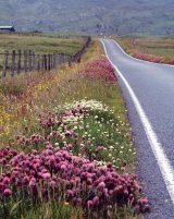Wild floweres on road verges