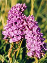 Wild Orchids