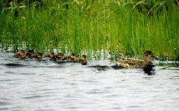 Mother duck and chicks