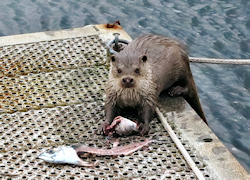 Young Otter