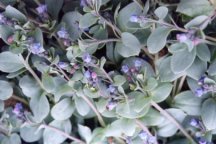 Oyster plant at Urafirth