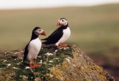 Puffins