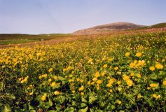 Sea of yellow flowers