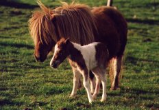 Shetland pony & foal