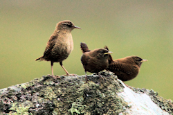 Shetland Wrens