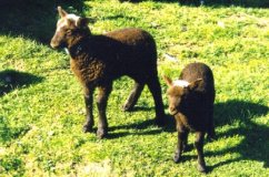 Moorit Shetland Lambs