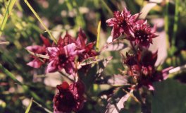 Small flowers