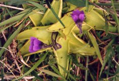 Fly catcher plant