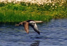 Red Throated Diver