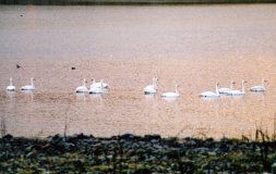 Swans at Urafirth