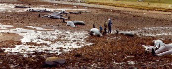 Stranded whales at Urafirth