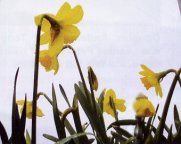 Daffodils